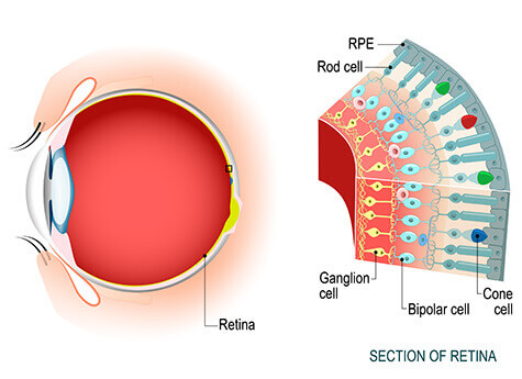 Retina  Lee Eye Center